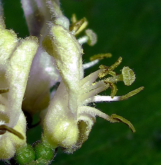Lonicera6b