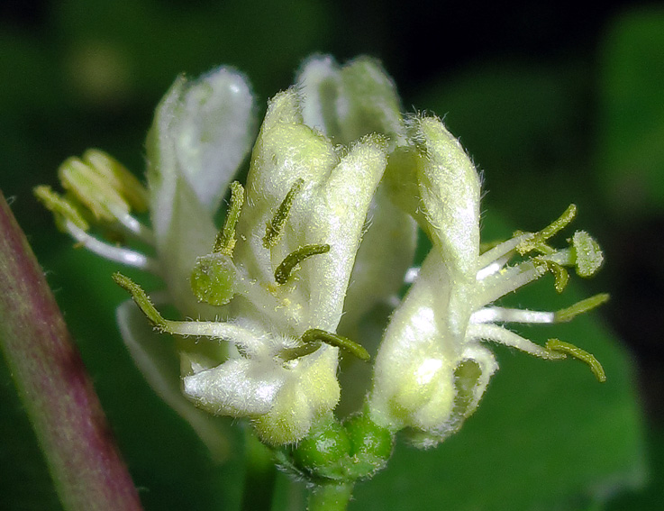 Lonicera6a