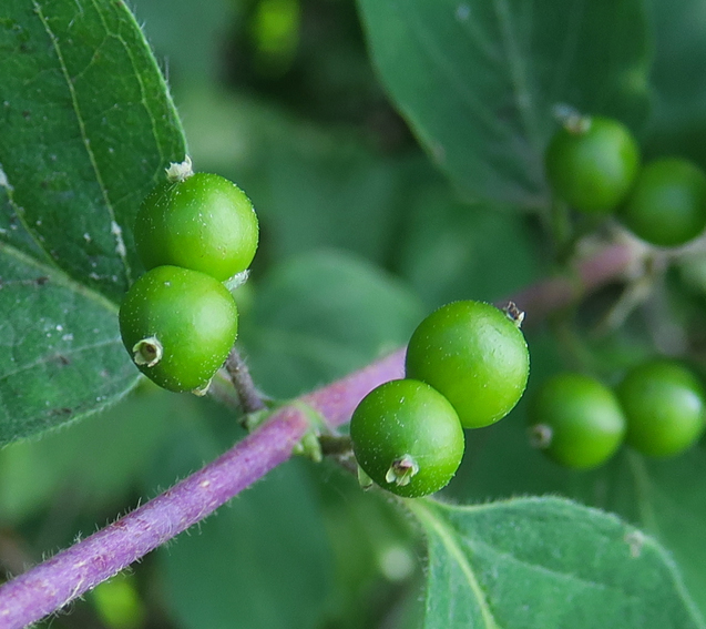 Lonicera6c
