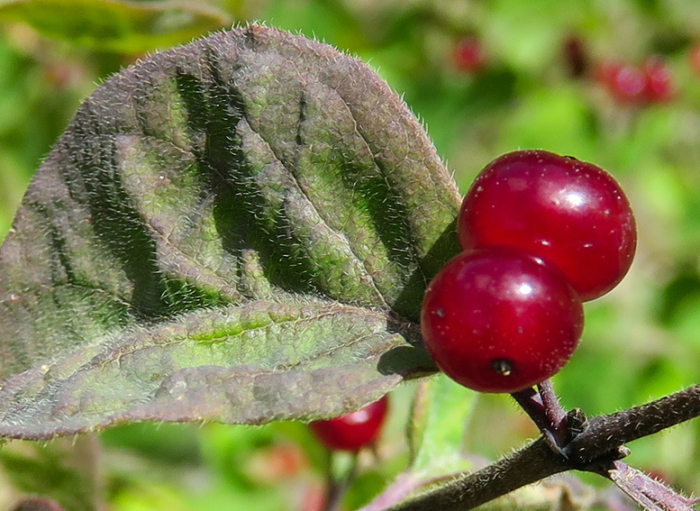 Lonicera8