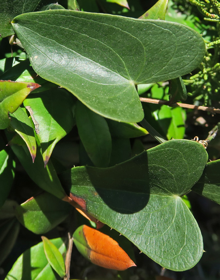 Smilax3