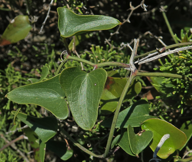 Smilax2