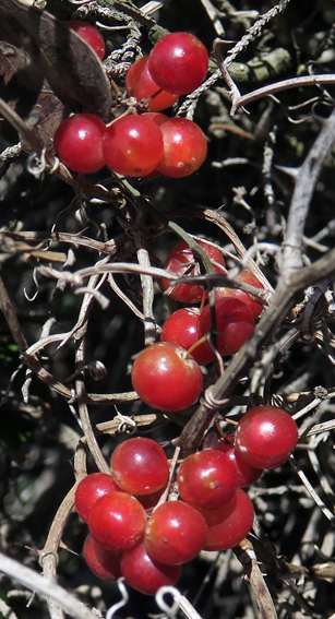 Smilax4