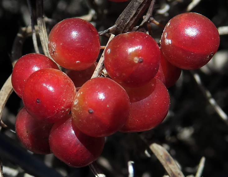Smilax5