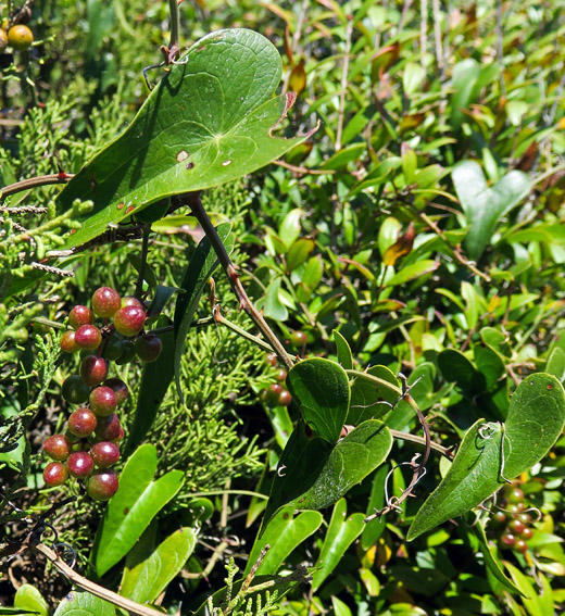 Smilax1