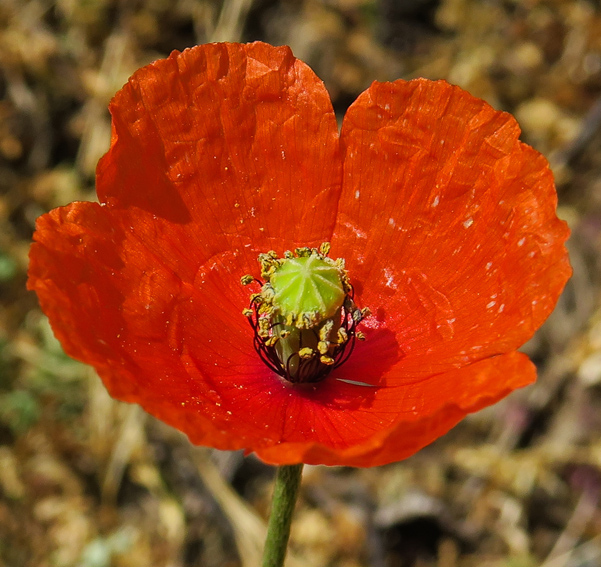 Papaver6