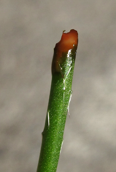 Papaver6f