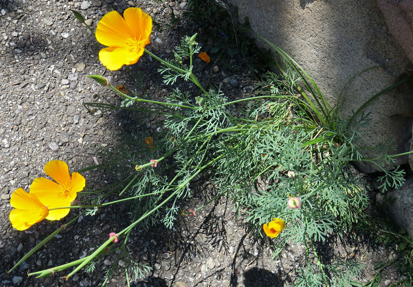 Eschscholzia0