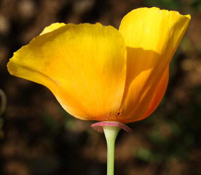 Eschscholzia2