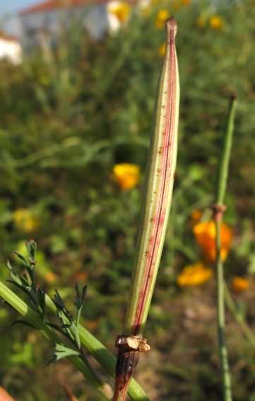 Eschscholzia5