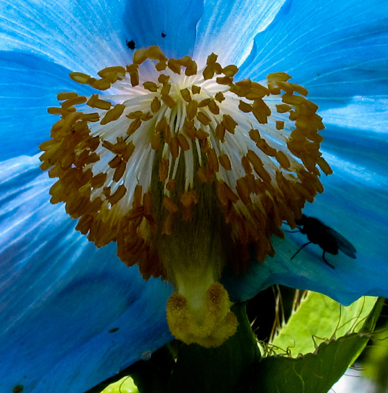 Meconopsis2