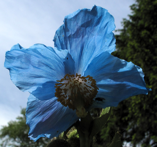 Meconopsis1