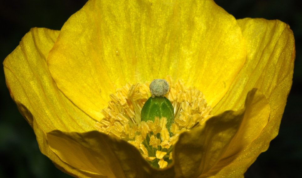 Meconopsis5