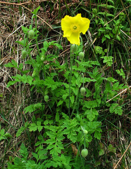 Meconopsis3