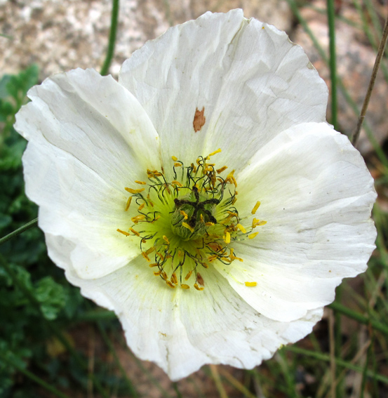 Papaver18