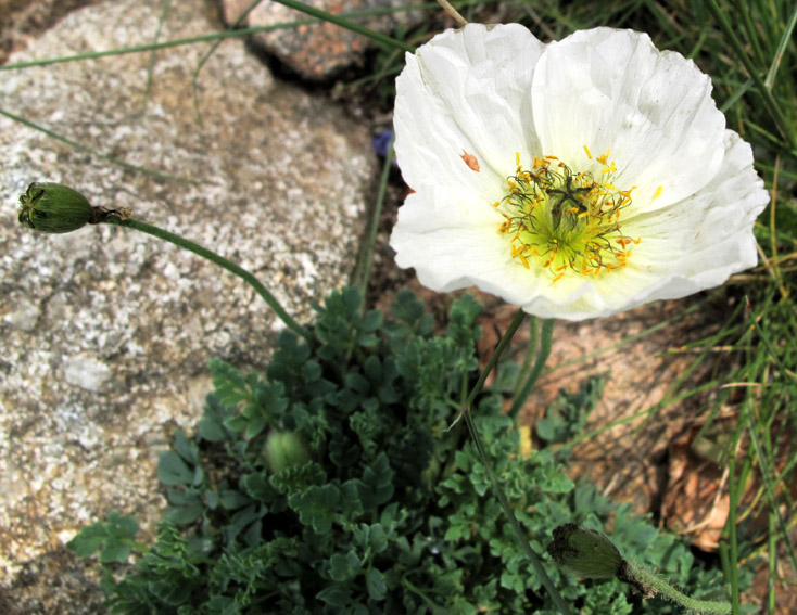 Papaver17