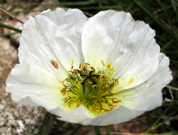 Papaver19