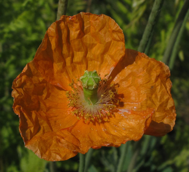 Papaver14b