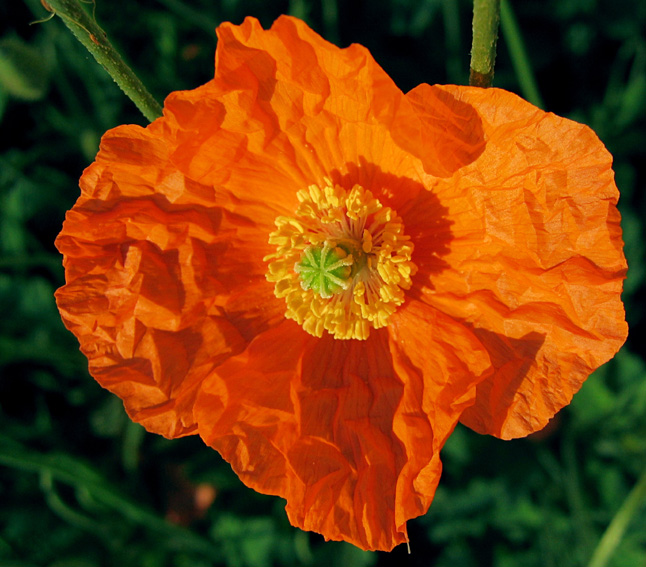 Papaver11