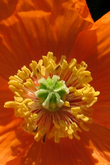 Papaver12