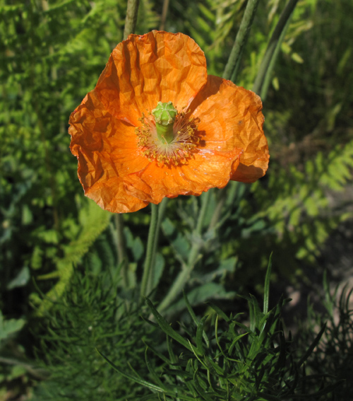 Papaver9