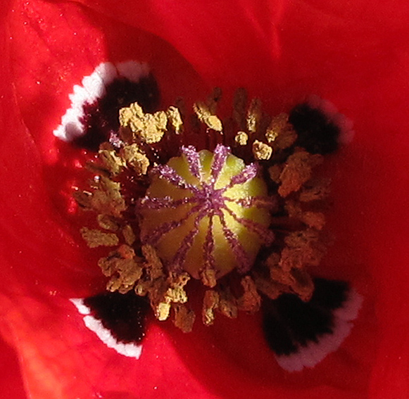 Papaver1b