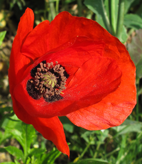 Papaver1a