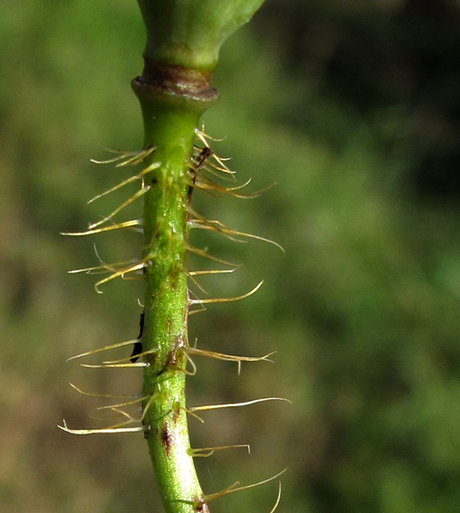 Papaver3