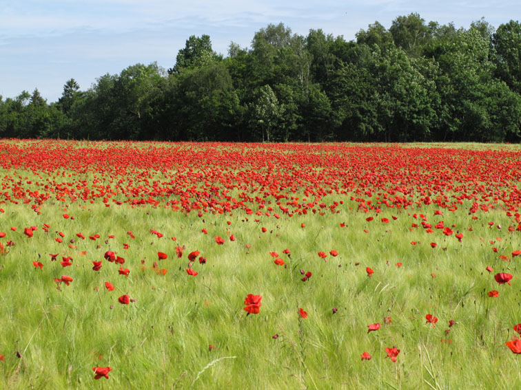 Papaver00