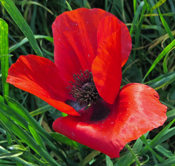 Papaver2