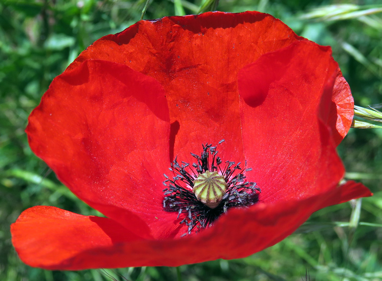 Papaver3c