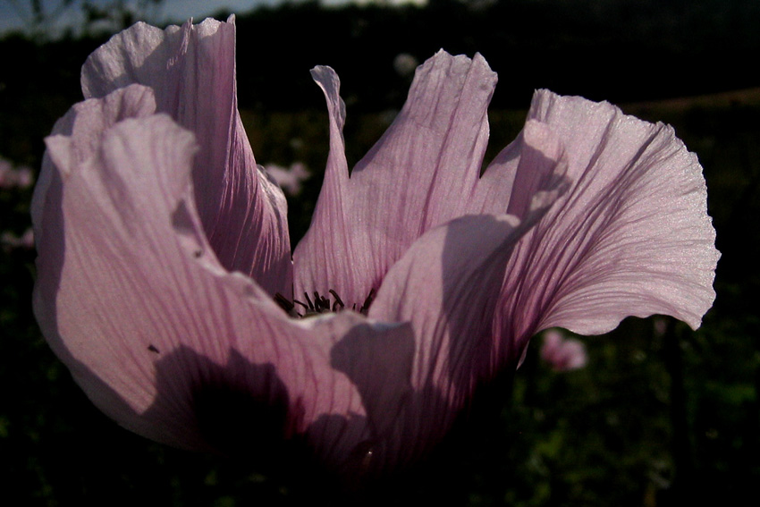 Papaver8