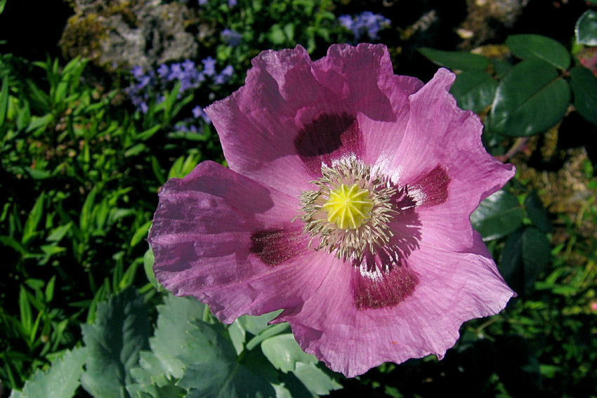 Papaver7