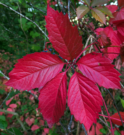 Parthenocissus9