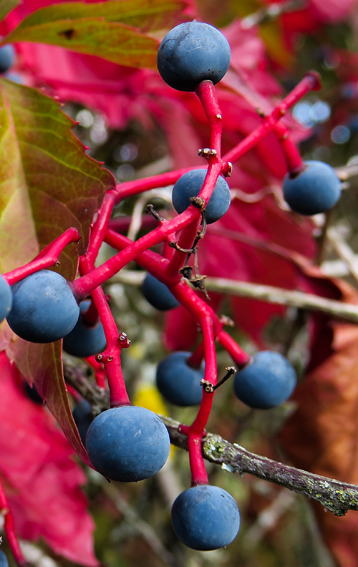 Parthenocissus10