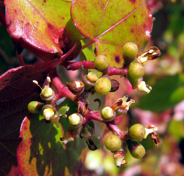 Parthenocissus3