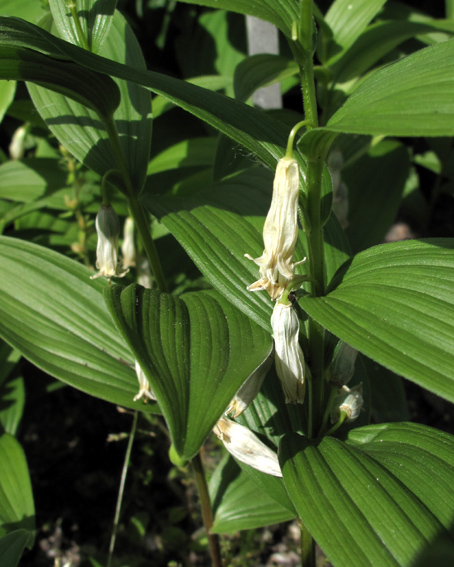 Polygonatum8