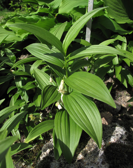 Polygonatum7