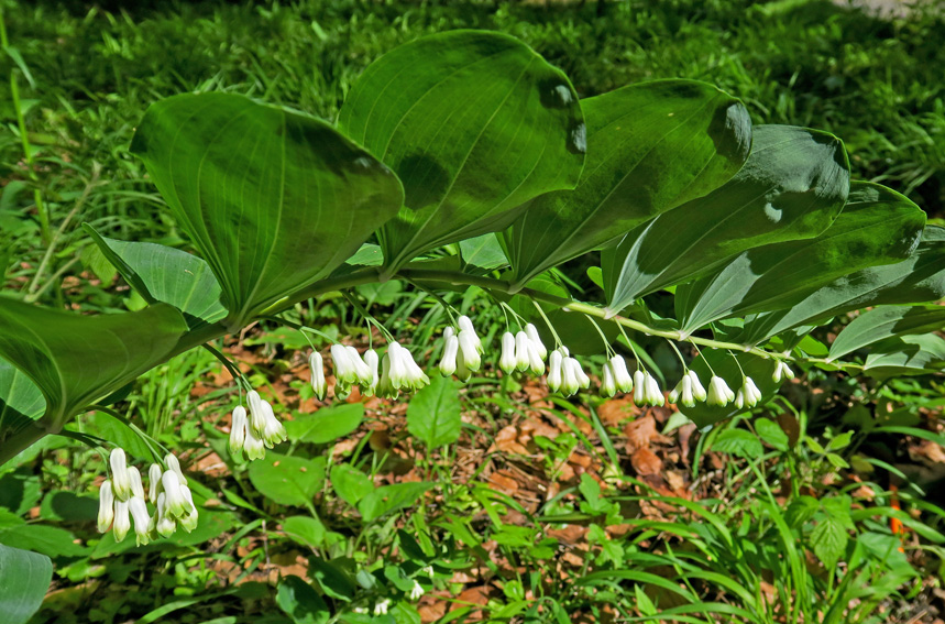 Polygonatum1