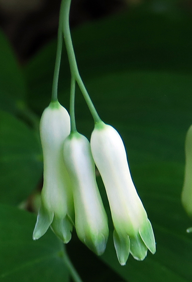 Polygonatum1a