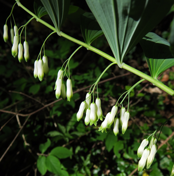 Polygonatum2a