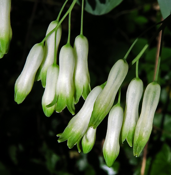 Polygonatum2b