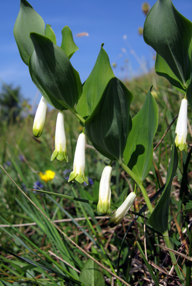 Polygonatum3