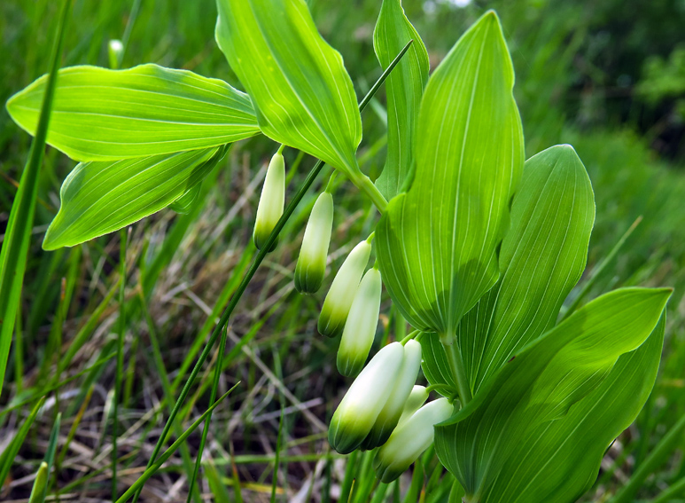 Polygonatum4b