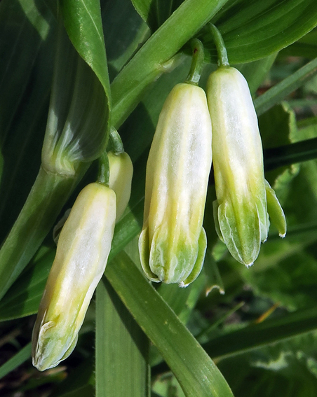 Polygonatum3a