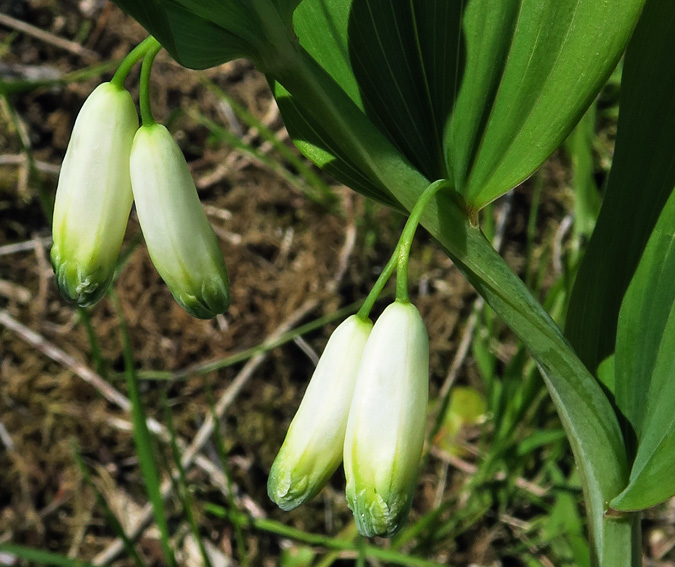 Polygonatum3b