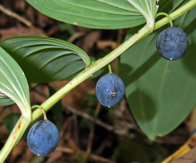 Polygonatum4