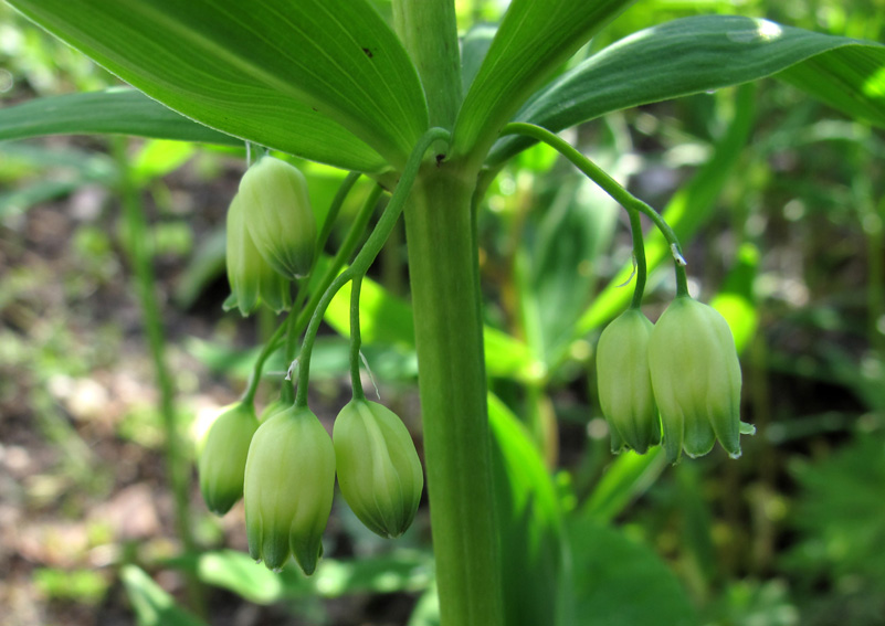 Polygonatum5b