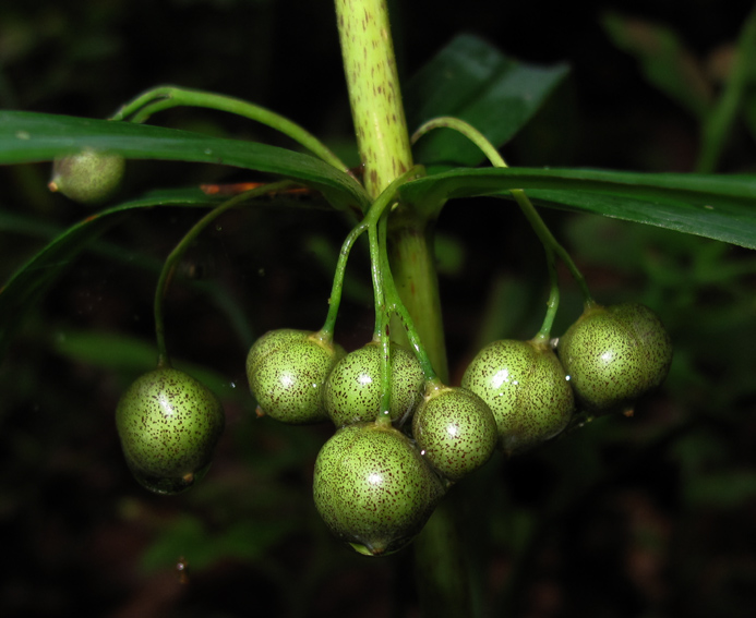 Polygonatum6