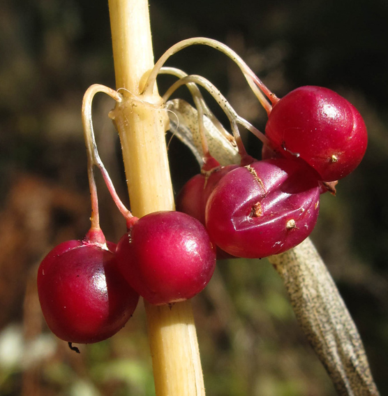 Polygonatum6a